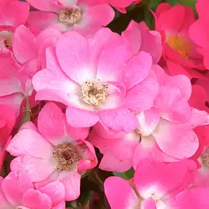 Comanda trandafiri online - Roz - trandafir pentru straturi Polyantha - trandafir cu parfum discret - Rosa Orléans Rose - Levavasseur - ,-